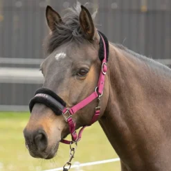 HARRY'S HORSE Licol cheval nylon message Lyrics -< Licols