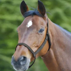 WALDHAUSEN Licol cheval prairie sans boucles -< Licols