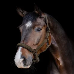 WALDHAUSEN Licol cheval St Gallen -< Licols