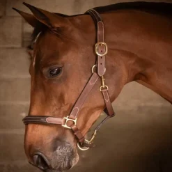 PADDOCK SPORTS Licol cuir cheval 3 mousquetons -< Licols