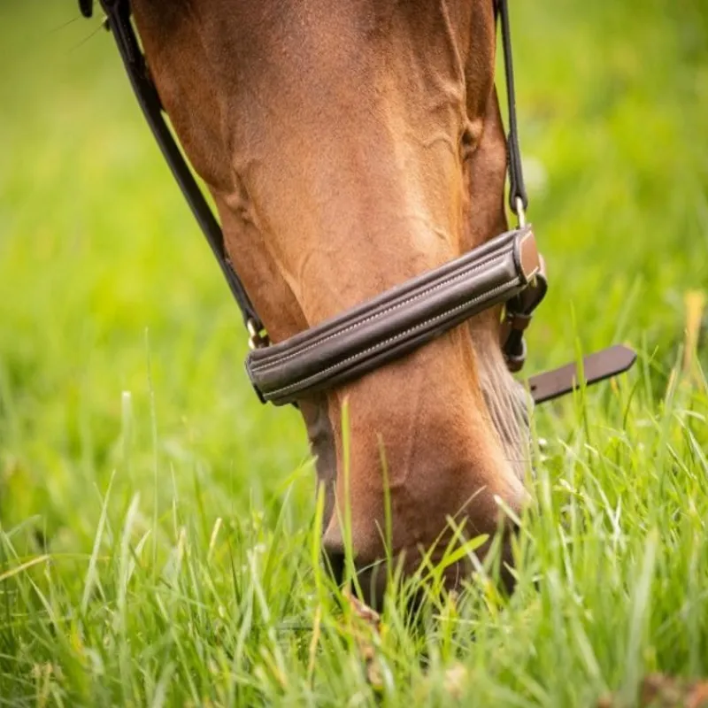 PADDOCK SPORTS Licol cuir cheval 3 mousquetons -< Licols