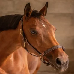 PADDOCK SPORTS Licol cuir cheval 3 mousquetons -< Licols