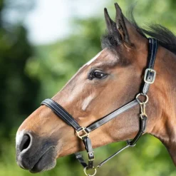 HFI MASTER Licol cuir cheval coutures crèmes - HFI< Licols