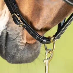 HFI MASTER Licol cuir cheval coutures crèmes - HFI< Licols
