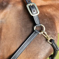 HFI MASTER Licol cuir cheval coutures crèmes - HFI< Licols