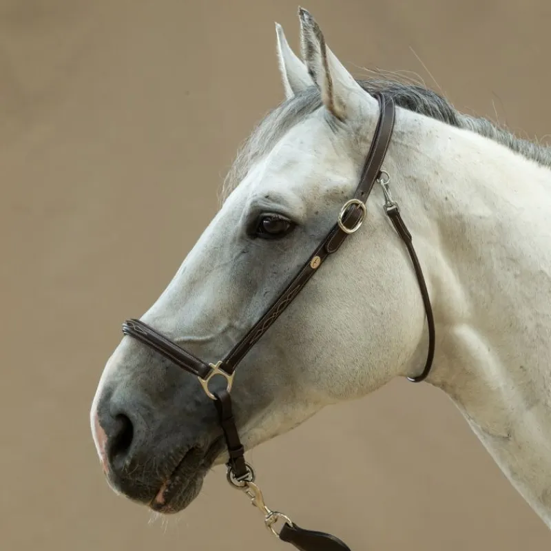 DYON Licol cuir cheval de pansage Working Collection - Dy'on< Licols