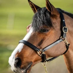 HFI MASTER Licol cuir cheval muserolle bombée - HFI< Licols