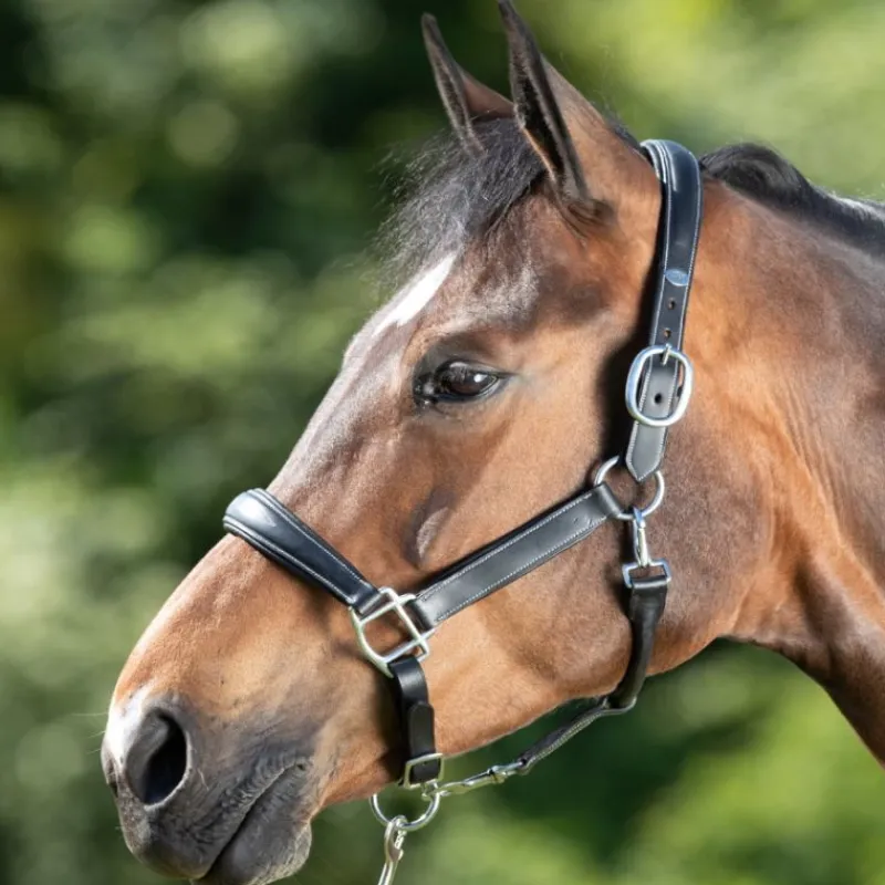 HFI MASTER Licol cuir cheval transport/grooming - HFI< Licols