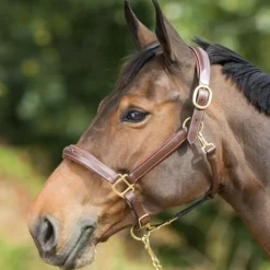 HFI MASTER Licol cuir cheval transport/grooming - HFI< Licols