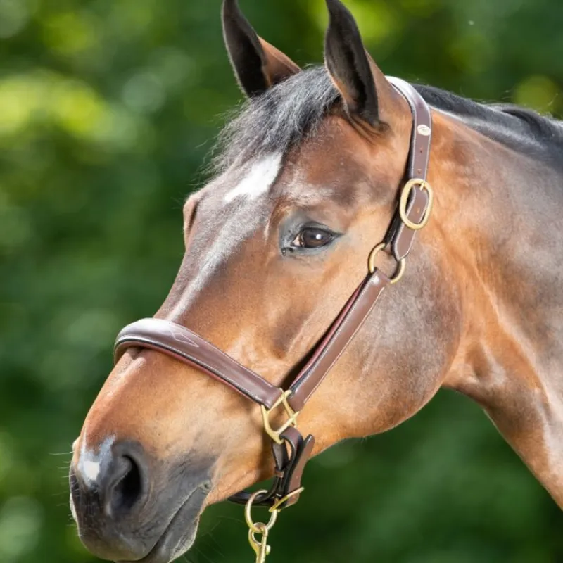 HFI MASTER Licol cuir cheval transport/grooming - HFI< Licols