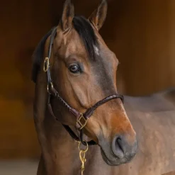 HFI MASTER Licol cuir cheval tressé - HFI< Licols
