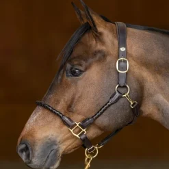 HFI MASTER Licol cuir cheval tressé - HFI< Licols