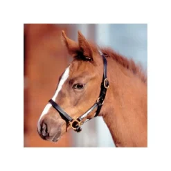 WALDHAUSEN Licol cuir poulain Star -< Licols
