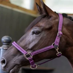 HARCOUR Licol et Longe cheval Amour -< Longes|Licols