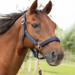 HARRY'S HORSE Licol et longe cheval Just Ride Nightsky -< Licols|Longes