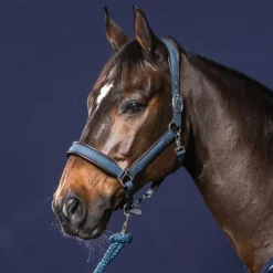 DYON Licol nubuck cheval transport et grooming New English Collection - Dy'on< Licols