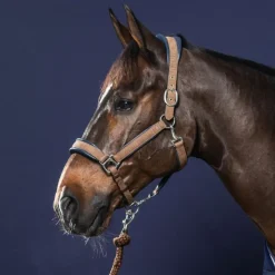 DYON Licol nubuck cheval transport et grooming New English Collection - Dy'on< Licols