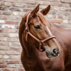 WALDHAUSEN Licol nylon cheval Atheltic -< Licols
