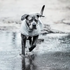 KENTUCKY DOGWEAR Manteau de pluie pour chien -< Manteau Pour Chien