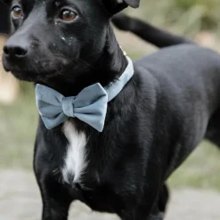 KENTUCKY DOGWEAR Noeud papillon pour chien Velvet -< Colliers Et Laisses Pour Chien