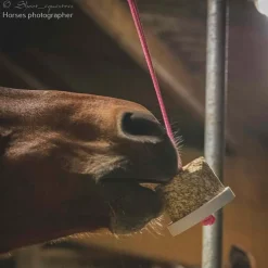 HAPPY CRACKERS Pierre à lécher cheval Happy Wild -< Friandises Cheval|Pierre À Sel Et Pierre À Lécher