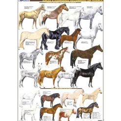 Planche hippologie 3, Races étrangère reconnues en France - Lavauzelle< Librairie Equibooks