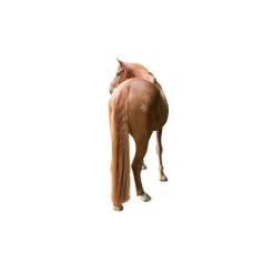 STABLE PRO Pochoirs de tonte chevaux divers motifs< Accessoires Pansage