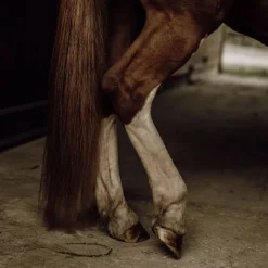 NELLUMBO Soin Démêlant crins cheval -< Lustrant Démêlant Pour Chevaux