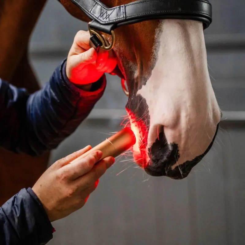 HORSEWARE Stylo thérapeutique cheval LED Luminothérapie -< Accessoires Thérapeutiques|Protections De Repos