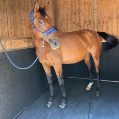 IDS Tapis EVA Protect murs box cheval -< Tapis De Sols Box Et Écurie