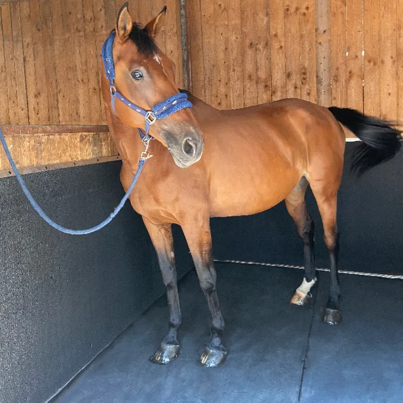 IDS Tapis EVA Protect murs box cheval -< Tapis De Sols Box Et Écurie