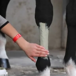 LABORATOIRE LPC Tend Argile cheval - LPC< Argile Cheval